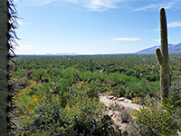 Cactus plain