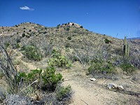 Ocotillo