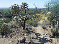 Cholla and opuntia