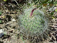 Thelocactus macdowellii