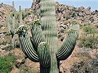 Branched saguaro