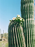 Saguaro flowers