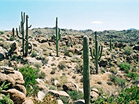 Saguaro and boulders