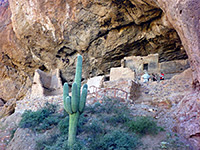 Saguaro by the Lower Ruin