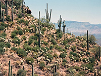 Cholla and saguaro