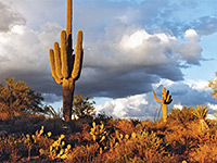 Late afternoon sun on the desert