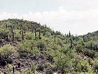 Saguaro covered hillside