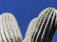 Saguaro branches