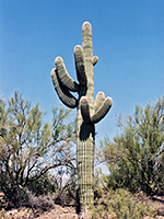 A lone saguaro