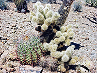 Group of cacti