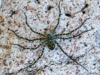 Arizona wolf spider