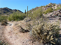 Cholla