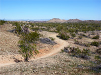 Toothaker Trail