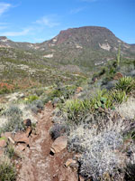 Tortuga Loop