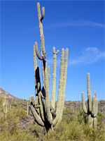Many-branched saguaro