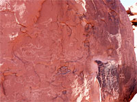 Corn and bird petroglyphs