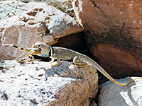 Two lizards