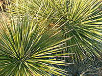 Yucca