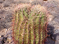 Split ferocactus