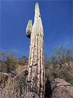 Tall saguaro