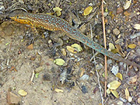 Side blotched lizard