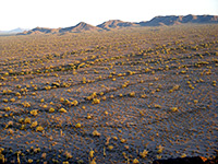 Arizona Deserts