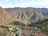 Clump of opuntia