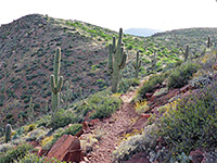 The trail, approaching a ridge