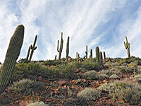 Saguaros above the path