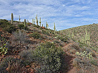 Cacti beside the path