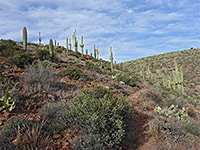 Cacti beside the path