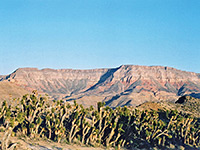 Joshua trees