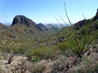 Ocotillo