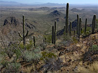 Group of saguaro