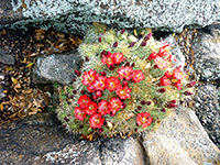 Red flowers