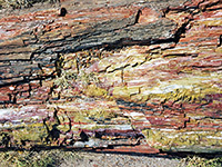 Weathered petrified wood