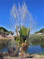 Palm and tree