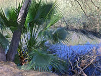 Pool and palms