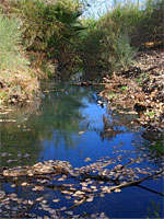 Leaves on a pool