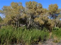 Trees and reeds