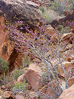 Western redbud