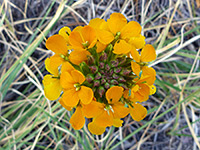 Western wallflower