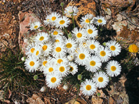 Tidy fleabane