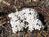 White phlox