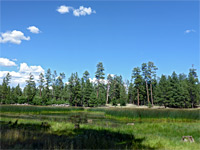 Reeds beside the lake