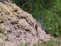 White-nosed coati