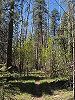 Path through the forest