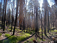 Trees and shadows