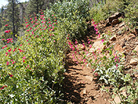 Desert Penstemon