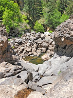 Trees in the gorge